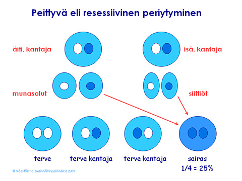 Periytyminen